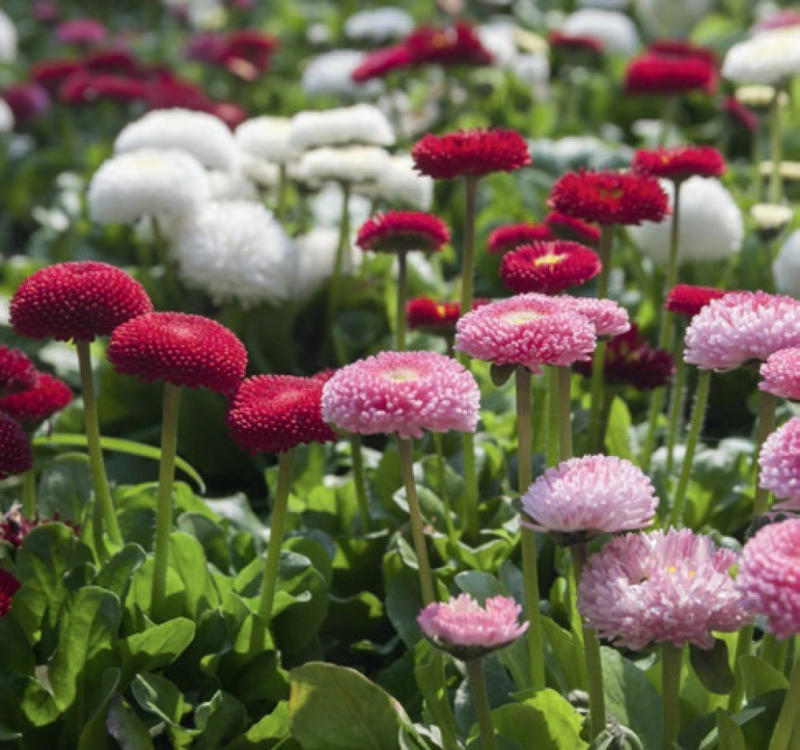 Gänseblümchen ‘Rockerl’