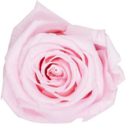 Rosenbox Rund 1 Rose, 5x9 cm, weiß glänzend/ Rosa