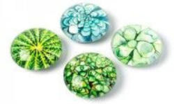 Magnete Succulent