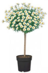 Margeritenstamm
