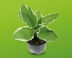 Hosta