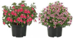 Fuchsien