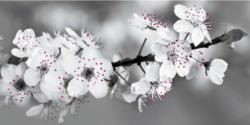 Glasbild 80x40 Apple blossom