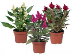 Celosia