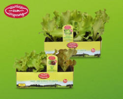 ZURÜCK ZUM URSPRUNG Österreichische Bio-Salat-/ Gemüsepflanze
