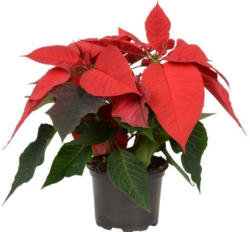 Weihnachtsstern (Poinsettia)