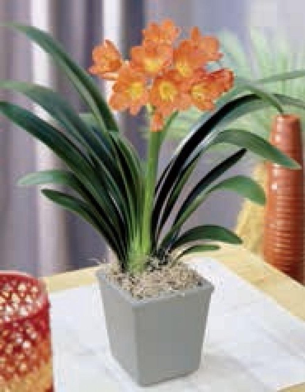 Riemenblatt (Clivia miniata) für nur € 6,99 statt € 9,99 ️ Online von