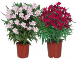 Oleander