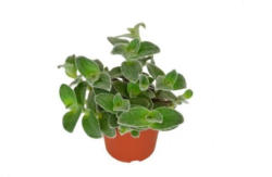 Zebrakraut im 12 cm Topf