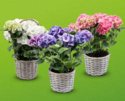 Hortensie im Korb