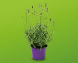 Lavendel