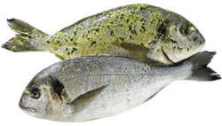Dorade Royale Cromaris natur oder grillfertig mariniert, aus Aquakultur in Kroatien, je 100 g