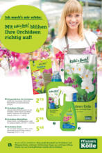 Orchidee
