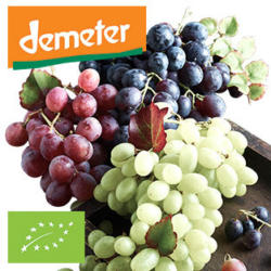 DEMETER Bio Italien Tafeltrauben hell, oder hell, kernlos, Kennzeichung siehe Etikett, jede 300-g-Schale