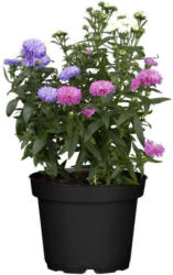 Glattblatt-Aster Trio, blau/weiß/rosa