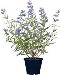 Bartblume Dark Knight, blau