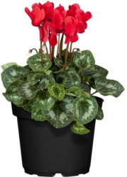 Alpenveilchen, rot, 13 cm Topf