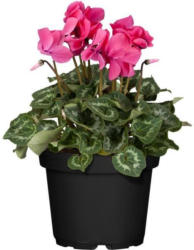 Alpenveilchen, rosa, 13 cm Topf