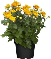 Chrysantheme, orange