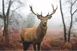 Dekopaneel 60/90 Cm
