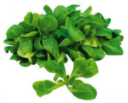 Vogerlsalat