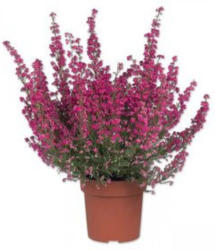 Erica Gracilis