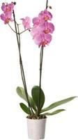 Orchidee Phalaenopsis