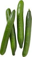 Gurke