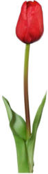 Tulpe Sara - Rot