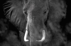 Keilrahmenbild ca. 116x76cm Elefant