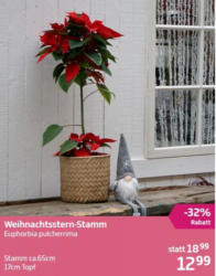 Weihnachtsstern-Stamm
