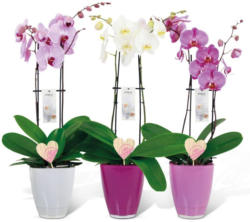 Valentins-Orchidee