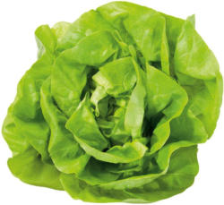 Häuptelsalat aus Italien