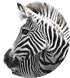 Glasbild