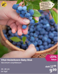 Vital-Heidelbeere Baby Blue