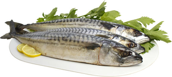 Grillmakrelen (Scomber scombrus)
