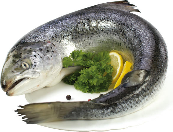 Lachs, frisch (Salmo salar)