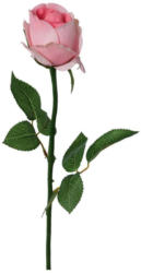 Rose Baccara Rosa