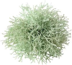 Graskugel Roberta