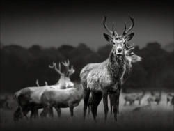 Keilrahmenbild Herd Of Deer