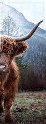 Keilrahmenbild Scottish Highland Cattle
