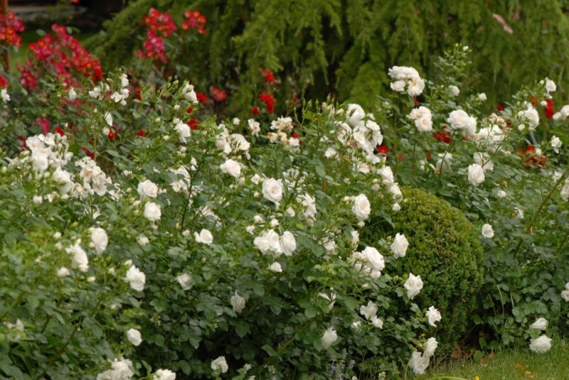 Bodendeckerrose 'Aspirin'