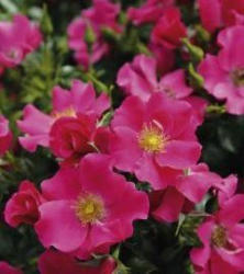 Bodendeckerrose 'Stadt Rom'