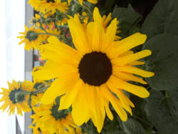 Sonnenblume 'SunFinity' - Helianthus
