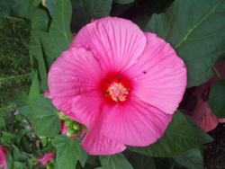 Riesenhibiscus - Hibiscus moscheutos