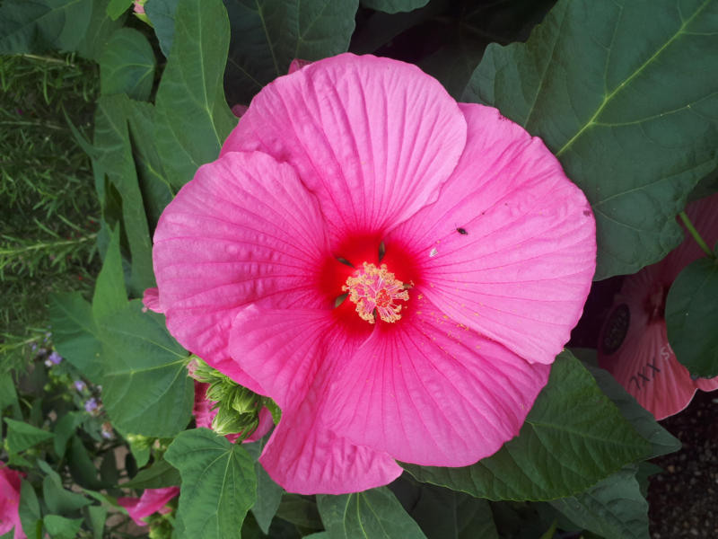 Riesenhibiscus - Hibiscus moscheutos