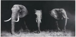 Keilrahmenbild Safari