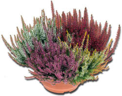 Sommerheide ‚Beauty Ladies® Skyline‘