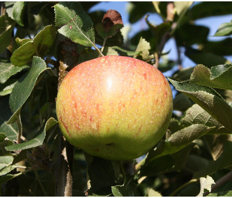 Apfel „Jonagold“