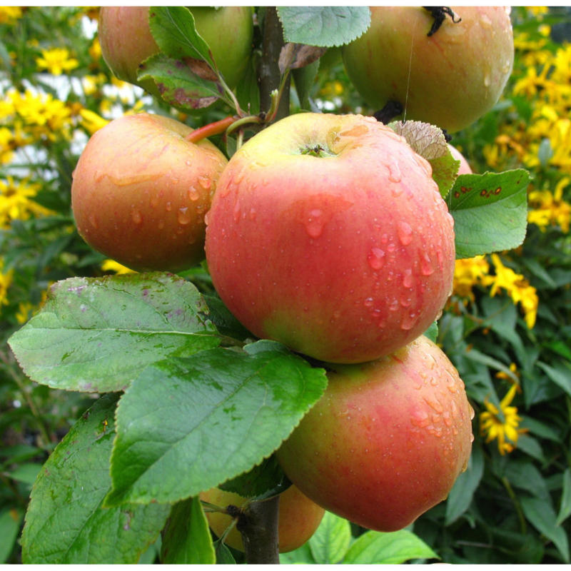 Apfel-Halbstamm „Goldparmäne“